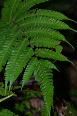 Steiropteris glandulosa