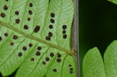 Steiropteris glandulosa