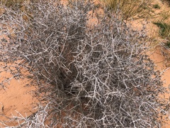 Coleogyne ramosissima