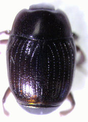 Carcinops pumilio