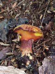 Buchwaldoboletus lignicola