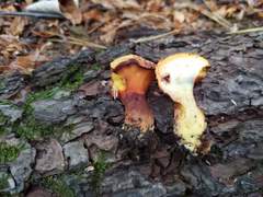 Buchwaldoboletus lignicola