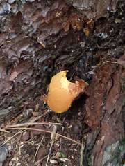 Buchwaldoboletus lignicola