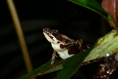 Atelopus manauensis