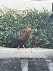 Gallus gallus domesticus