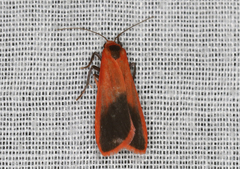 Scoliacma bicolora