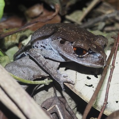 Leptobrachium hendricksoni