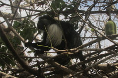 Colobus angolensis palliatus
