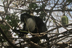 Colobus angolensis palliatus