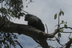 Colobus angolensis palliatus