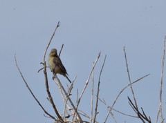 Pyrocephalus rubinus