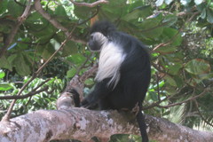 Colobus angolensis palliatus