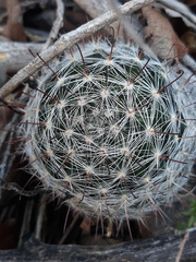 Mammillaria barbata