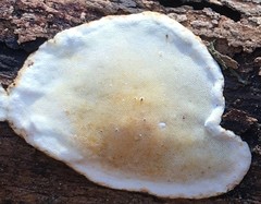 Skeletocutis semipileata