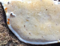 Skeletocutis semipileata