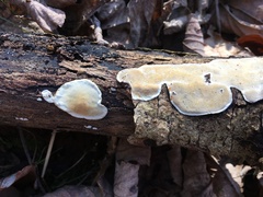 Skeletocutis semipileata