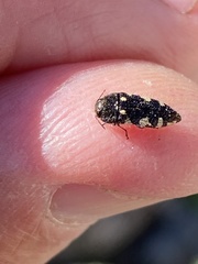 Acmaeodera vernalis