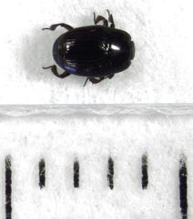 Carcinops pumilio