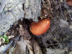 Gymnopilus liquiritiae