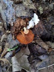 Gymnopilus liquiritiae
