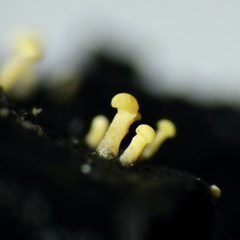Eustilbum aureum