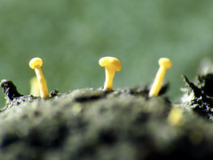 Eustilbum aureum
