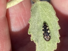 Acmaeodera vernalis