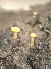 Eustilbum aureum