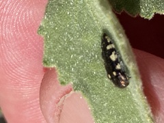 Acmaeodera vernalis