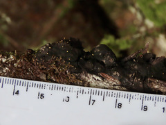 Eustilbum aureum