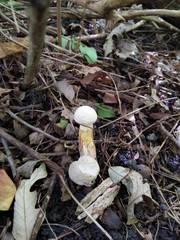 Caloboletus inedulis