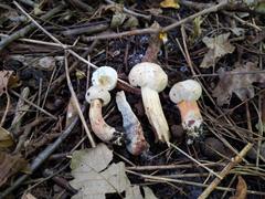 Caloboletus inedulis