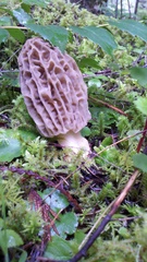 Morchella tridentina