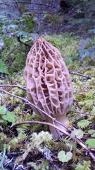 Morchella tridentina