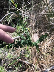 Hypericum fasciculatum