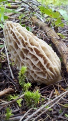 Morchella tridentina