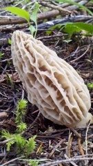 Morchella tridentina