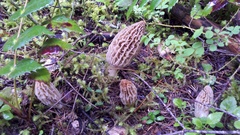 Morchella tridentina