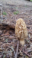 Morchella tridentina