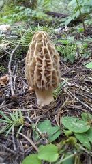 Morchella tridentina