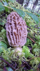 Morchella tridentina