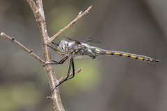 Epitheca petechialis