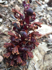 Kopsiopsis strobilacea