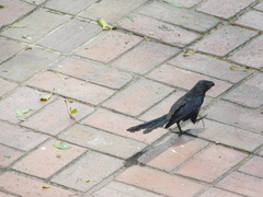 Crotophaga sulcirostris