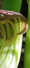 Arisarum
