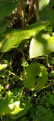 Arisarum