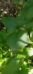 Arisarum