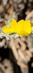 Genista microphylla