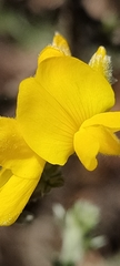Genista microphylla