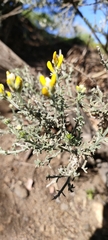 Genista microphylla